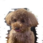 나랑 동거하는 룸메 썰 푼다. 개빡침