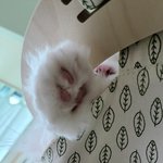 [고양이] 호두 두부의 <b>젤리</b>