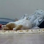 나의 동거묘 <b>도칠</b>이 8월 막바지 여름일상들..