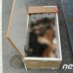 고양이보호단체 사무실 앞에 놓인 상자에 고양이 9마리 <b>사체</b>가…