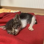 [고양이] 고양이<b>모래</b>