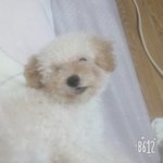 우리<b>집</b> 갱<b>얼</b>쥐 개무서워