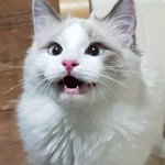 얘들아 <b>배민</b> 원래 이럼?