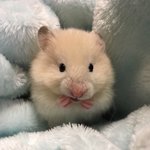 [NCT] 드림 일코 <b>임티</b> 뭐 있을까