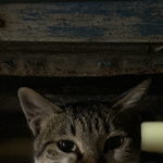 [댓글부탁해] 태풍 바비,  길고양이 어떻게해요?