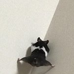 아니 트위터 <b>우울계</b>? 메인트에