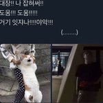 [댓글부탁해] 이거 옆에 고양이<b>원본</b>짤 있는사람 ㅠㅠ