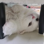 [고양이] 우리 <b>두부</b> 이쁜사진 몇장 올려요....:)