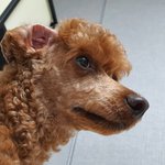 너무 잘생긴 우리 <b>토토</b>