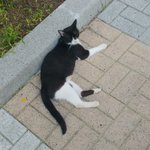 [고양이] 부부길냥이 보고가세용