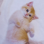 [<b>레이</b>] 사담)萝卜는猫耳朶먹어봤니?