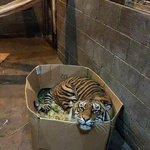 [19] 길고<b>양</b>이 보면 <b>밥</b> 준다vs안준다