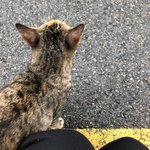 [고양이] 발가락 양말 신은 길냥이