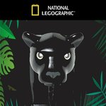 [NCT] 나만 그러냐 약육강식의 forest에 꽂혀서ㅋㅋㅋ