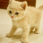 [드루와] No Mercy