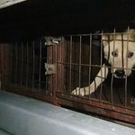 [꼭조언부탁] 인천시 계양구 강아지 학대범!!!