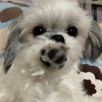 [강아지] 귀여운거 보고 오늘 하루도 힘내요 !