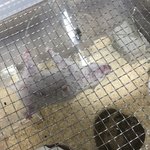 [이것좀봐줘] 스파이더맨 골든 햄스터 볼새롬