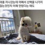 [댓글부탁해] 강아지 키우는 사람~