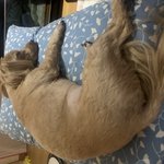 <강아지> 인형같던 아이의 역변 <b>story</b>..7편(역변해도 귀여워)