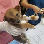 [강아지] <b>보호</b>소에 파보가 돌고 있습니다