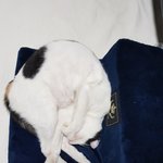 [이것좀봐줘] 왜 우리집 고양이는 이렇게 <b>힘들</b>게 잘까요...