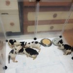 [고양이] 보호소 고양이들 용품 좀 부탁드려요