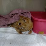 [고양이] (맨아래사진있음) 고양이와 <b>캣맘</b>을 도와주세요..