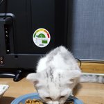 [고양이] 제 이름은 은방울이에요
