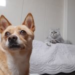 [누리라온] 견누리양과 묘<b>라온</b>군