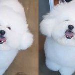 갱짤 <b>다섯</b> 엑소 세훈 강아지