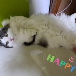 [고양이] 우리 이쁜 <b>호두</b> 두부 자랑해요~~