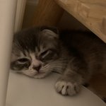 나 보호소에서 <b>아가</b> 데꼬왔는데