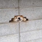 옷처럼 입는 밧데리