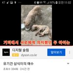 [강아지] 장수에서 구조된 아이들 구조영상