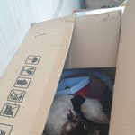 [고양이] 길냥이가 된 샴고양이