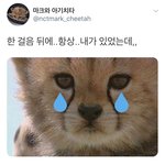 마크가 아기사자라니...