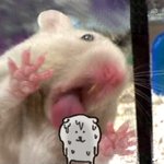 내가 남돌이라면 은은하게 비게퍼 할텐데