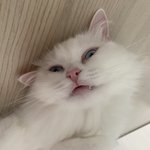 ㅋㅋㅋㅋㅋㅋㅋ우리집 <b>고양</b>이 왜이렇게 생겻냐ㅋㅋㅋㅋㅋ