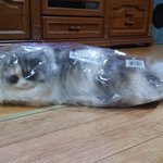 우리집 고양이9