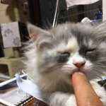 우리집 고양이11