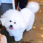 분위기 <b>와이</b>라노,,,,, 비비나 보셈
