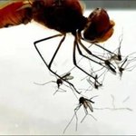 [댓글부탁해] 잠자리의 <b>위엄</b>