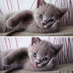 [댓글부탁해] 본진이 키우는 애완<b>동물</b> 사진 좀 올려줘