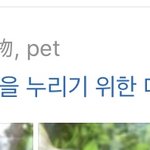 <b>애완</b>동물 노놉 반려동물이라구 합시다