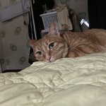 [이것좀봐줘] 얼마전 <b>시한부</b> 고양이 이야기로 글 올렸던 쓰니야