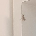 ;;베란다에 <b>벌레</b> 있어