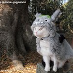애니메이션 주인공을 꿈꾸며 <b>입어</b>봤다냥