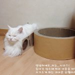 <b>안녕</b>하세요, 저는, 이것저것!
