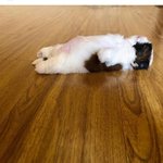 확실하게 누리는 애기강얼쥐